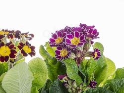 Produktfoto zu Primel (Primula Little Queen)