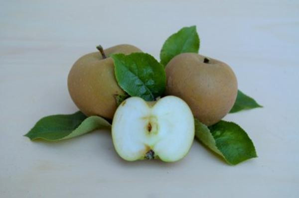 Produktfoto zu Apfel Zabergäu Renette