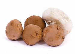 Produktfoto zu Steinchampignon in 200g Tüte